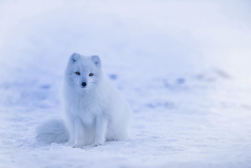 Wildlife Watching